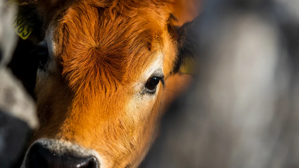 Bezerro de pelagem alaranjada em primeiro plano, no pasto