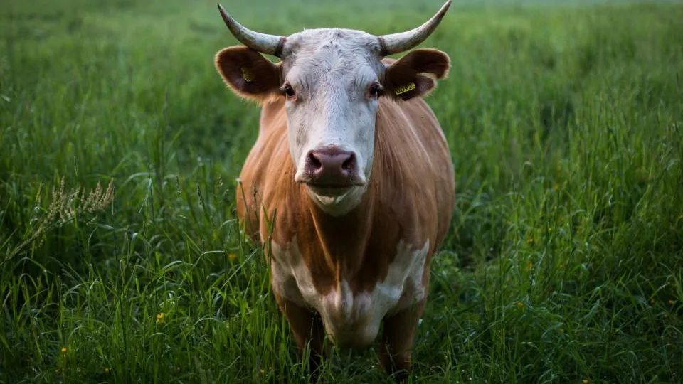 Bovino de frente para a câmera em pastagem verde