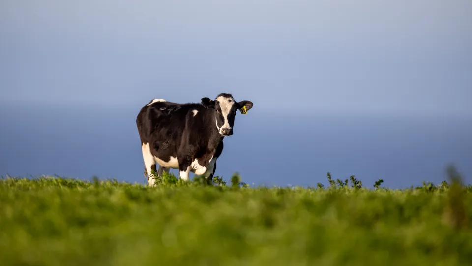 Vaca de pelagem preta e branca em pastagem verde, com o mar ao fundo