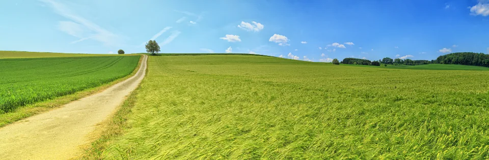 Estrada de terra cortando uma pastagem verde sob céu azul
