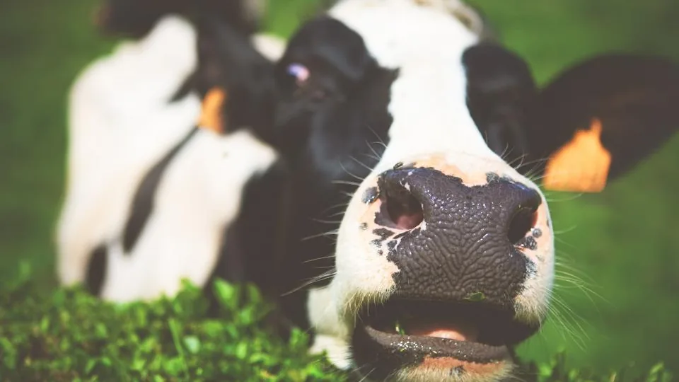 Vaca preta e branca com o focinho próximo à câmera, em pastagem