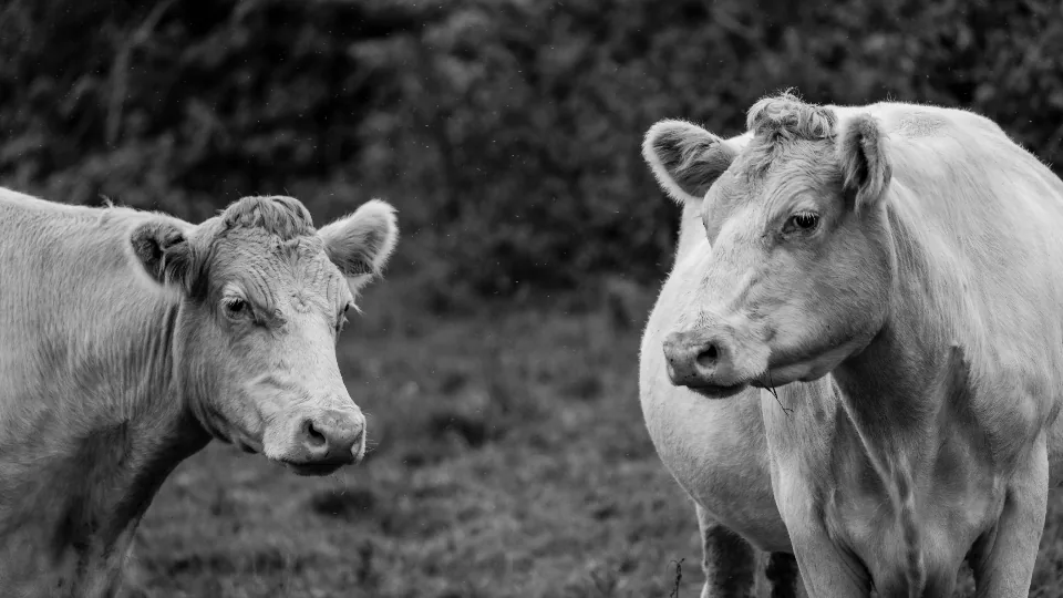 Dois bovinos lado a lado em pastagem, em fotografia preto e branco