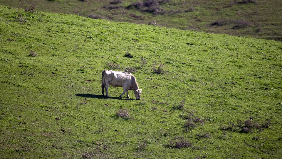 Bovino pastando sozinho em pastagem verde e extensa