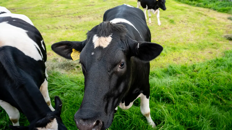 Vaca de pelagem preta e branca de frente para a câmera em pastagem verde